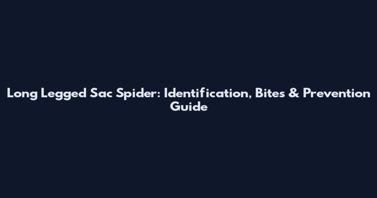 Long Legged Sac Spider: Identification, Bites & Prevention Guide