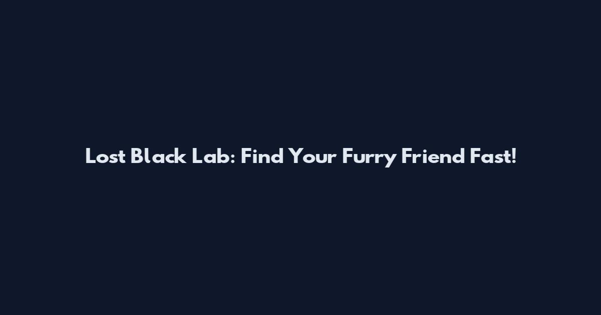 Lost Black Lab: Find Your Furry Friend Fast!