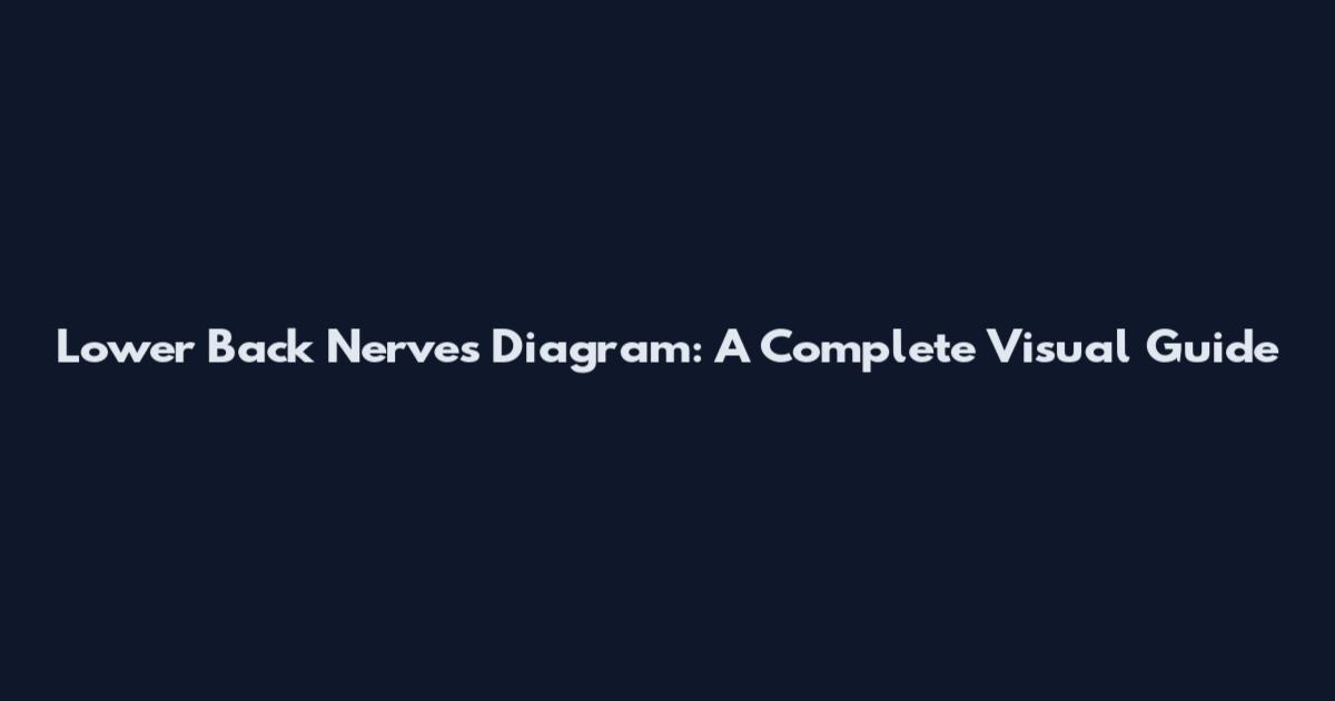 Lower Back Nerves Diagram: A Complete Visual Guide