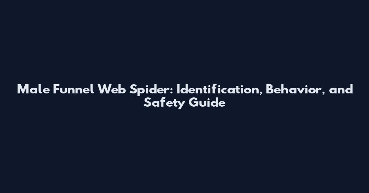 Male Funnel Web Spider: Identification, Behavior, and Safety Guide