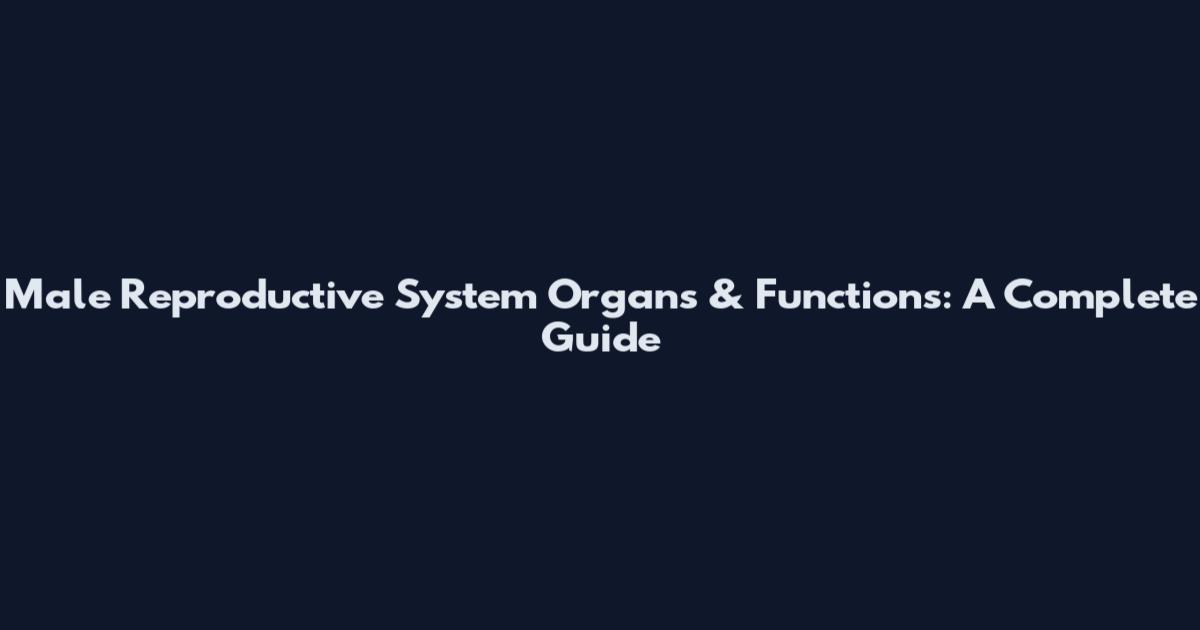 Male Reproductive System Organs & Functions: A Complete Guide