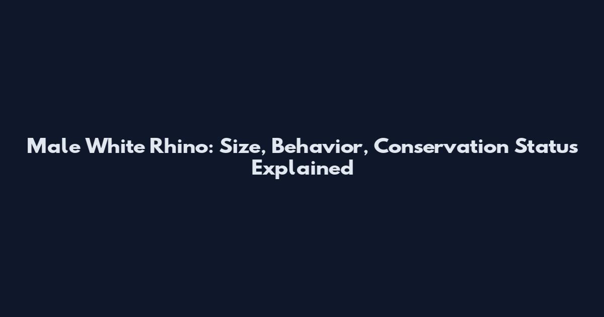 Male White Rhino: Size, Behavior, Conservation Status Explained