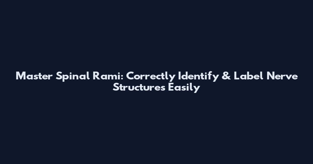 Master Spinal Rami: Correctly Identify & Label Nerve Structures Easily