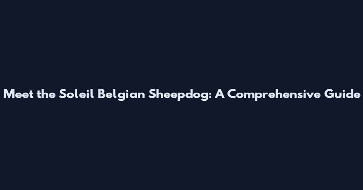 Meet the Soleil Belgian Sheepdog: A Comprehensive Guide