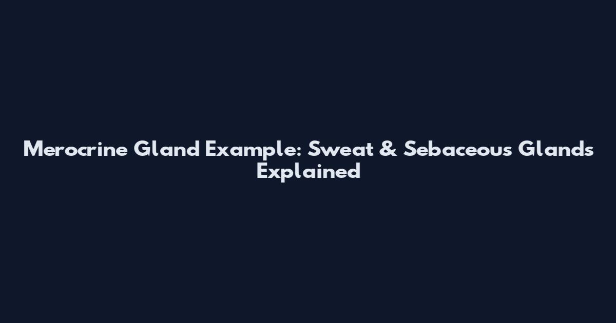Merocrine Gland Example: Sweat & Sebaceous Glands Explained