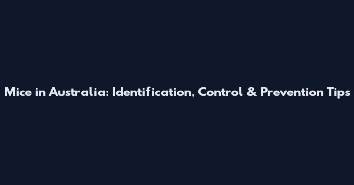 Mice in Australia: Identification, Control & Prevention Tips