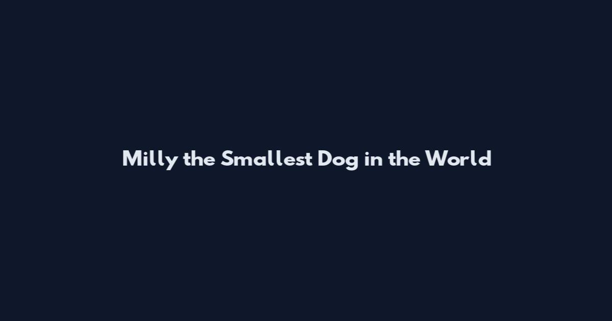 Milly the Smallest Dog in the World