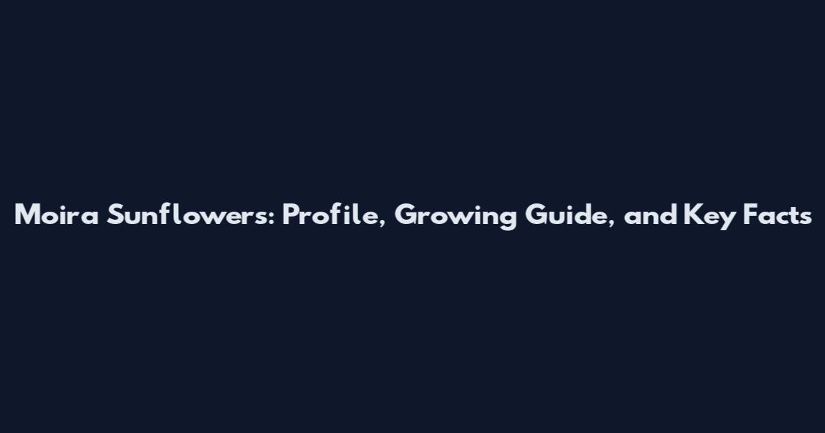 Moira Sunflowers: Profile, Growing Guide, and Key Facts
