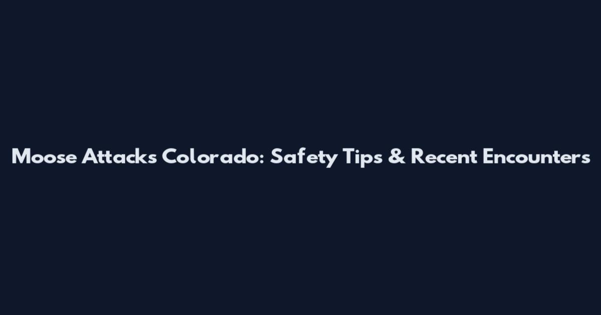 Moose Attacks Colorado: Safety Tips & Recent Encounters