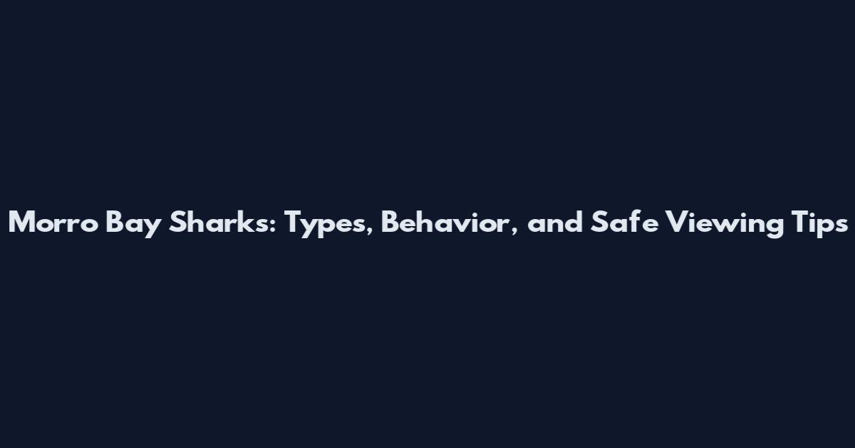Morro Bay Sharks: Types, Behavior, and Safe Viewing Tips
