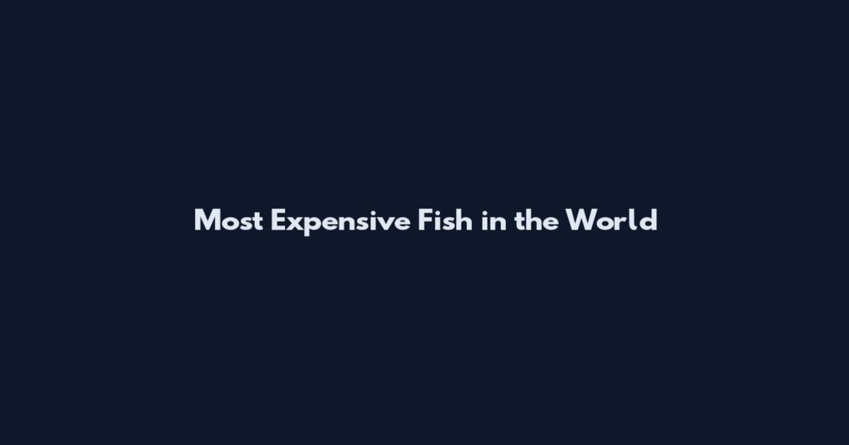 Most Expensive Fish in the World