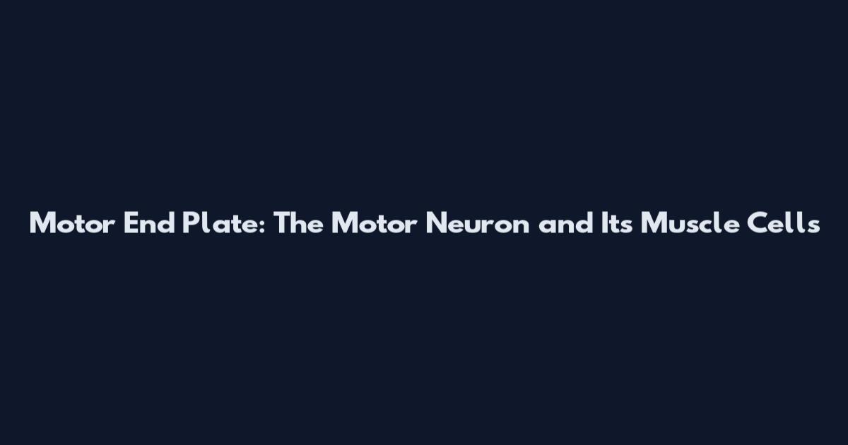 Motor End Plate: The Motor Neuron and Its Muscle Cells