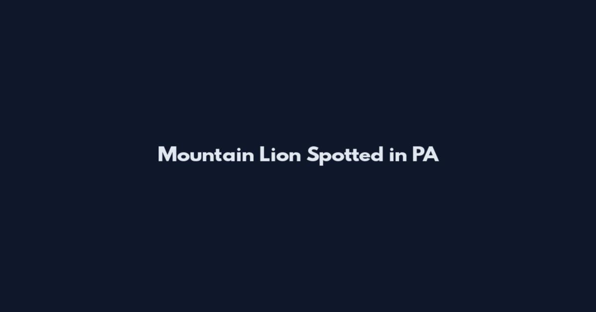 Mountain Lion Spotted in PA