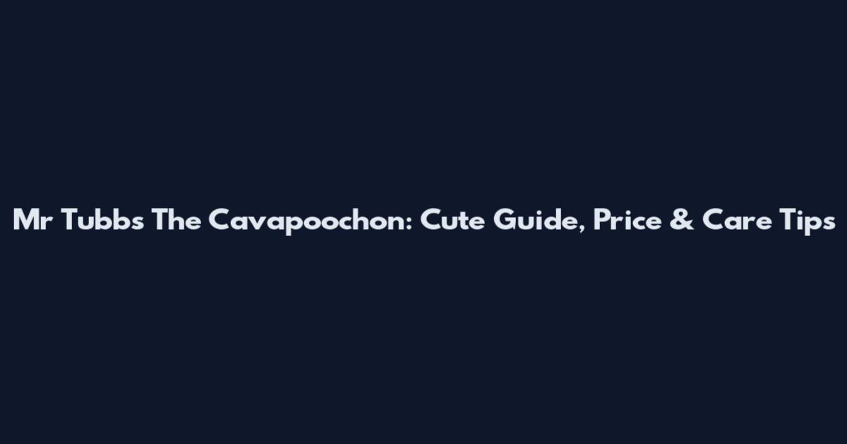 Mr Tubbs The Cavapoochon: Cute Guide, Price & Care Tips