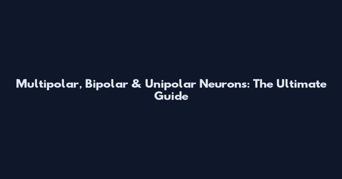 Multipolar, Bipolar & Unipolar Neurons: The Ultimate Guide