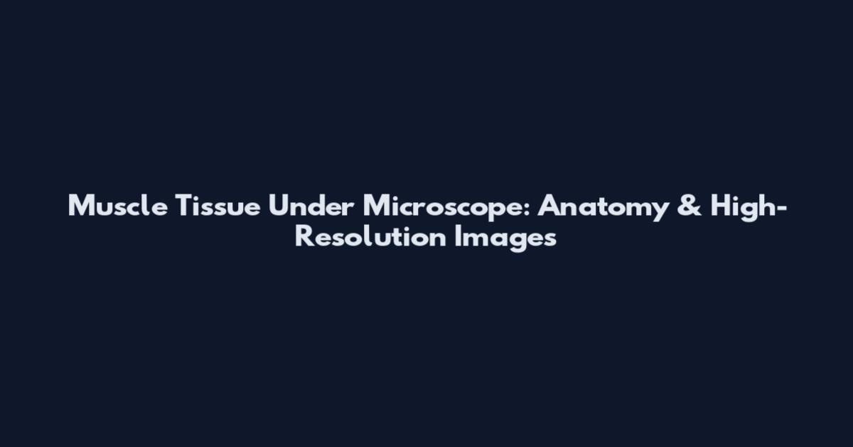 Muscle Tissue Under Microscope: Anatomy & High-Resolution Images
