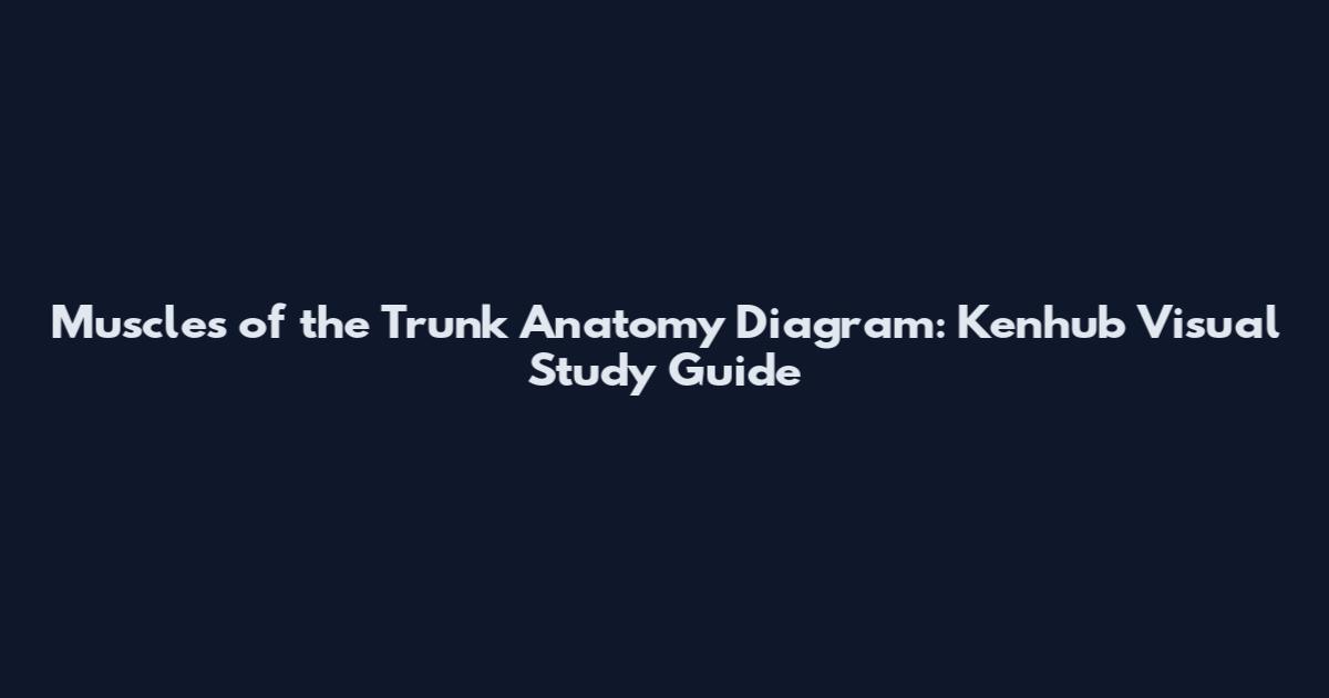 Muscles of the Trunk Anatomy Diagram: Kenhub Visual Study Guide