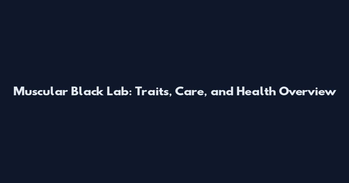 Muscular Black Lab: Traits, Care, and Health Overview
