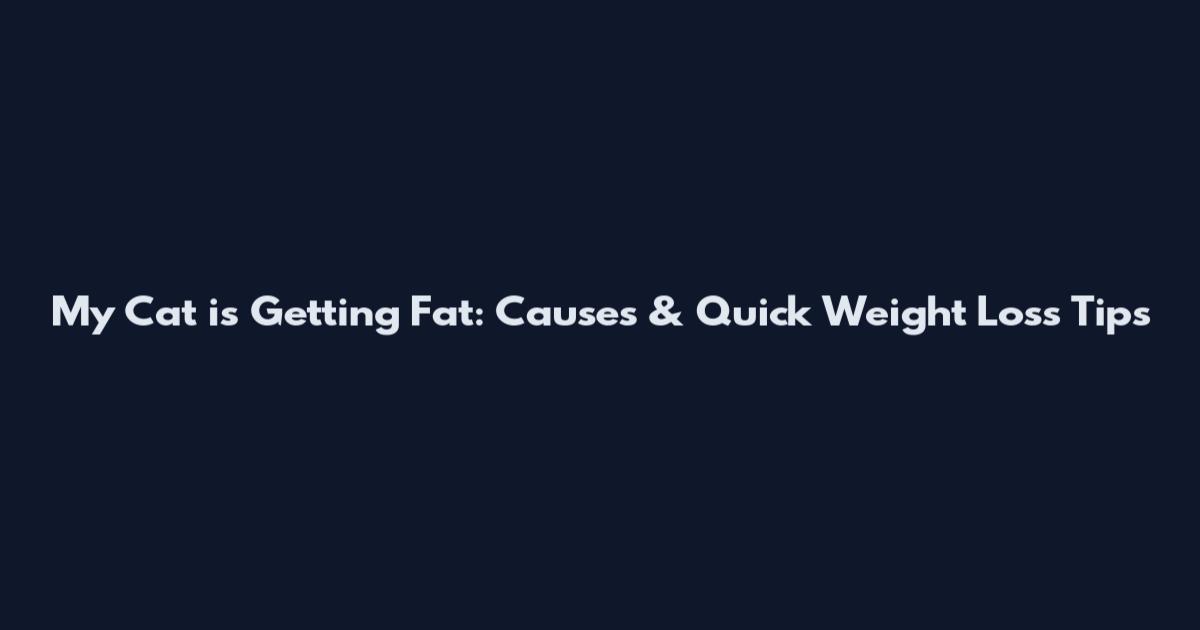 My Cat is Getting Fat: Causes & Quick Weight Loss Tips