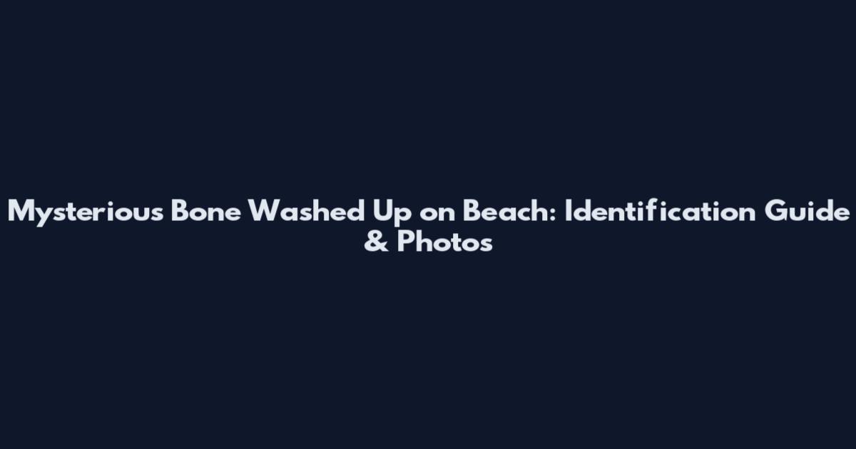 Mysterious Bone Washed Up on Beach: Identification Guide & Photos