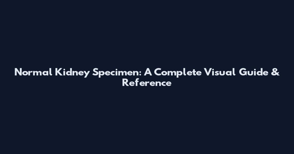 Normal Kidney Specimen: A Complete Visual Guide & Reference