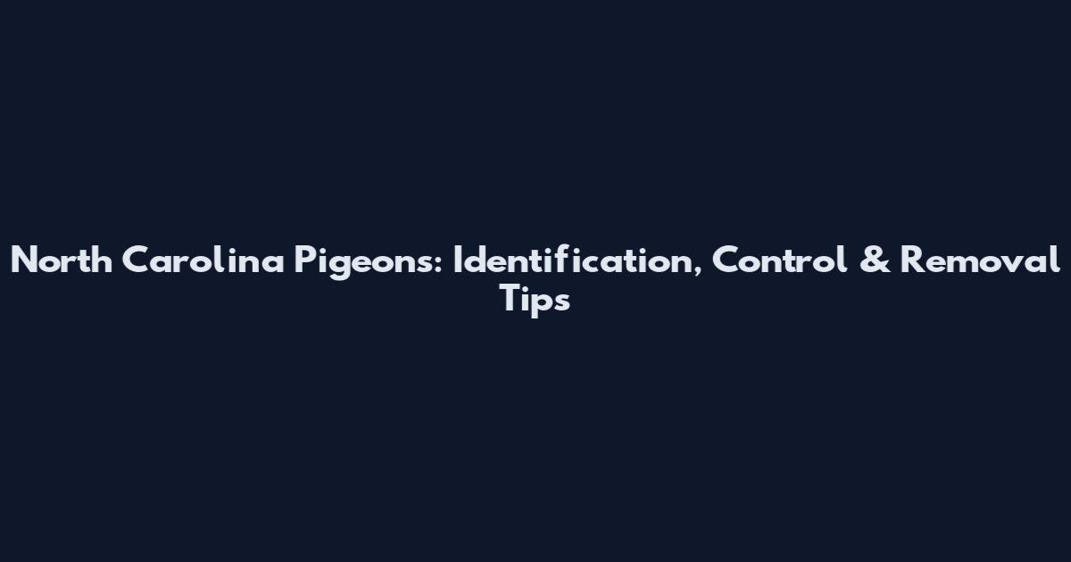 North Carolina Pigeons: Identification, Control & Removal Tips
