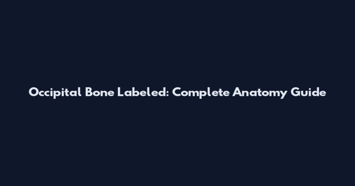 Occipital Bone Labeled: Complete Anatomy Guide