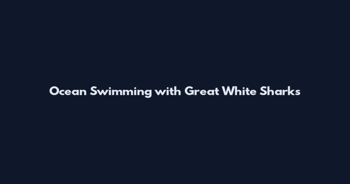 Ocean Swimming with Great White Sharks