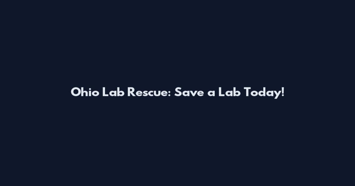 Ohio Lab Rescue: Save a Lab Today!