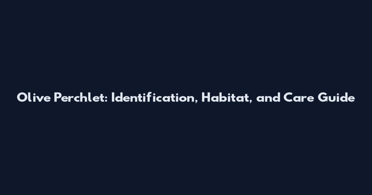Olive Perchlet: Identification, Habitat, and Care Guide
