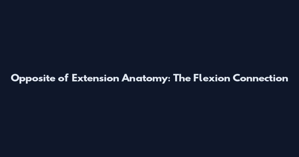 Opposite of Extension Anatomy: The Flexion Connection