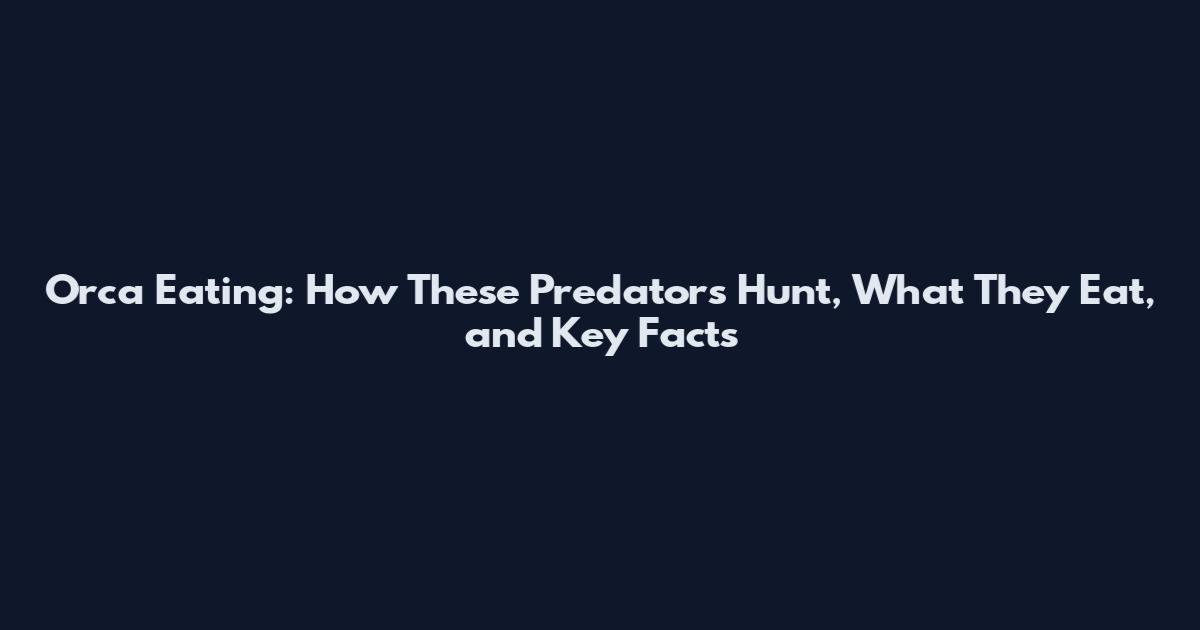Orca Eating: How These Predators Hunt, What They Eat, and Key Facts