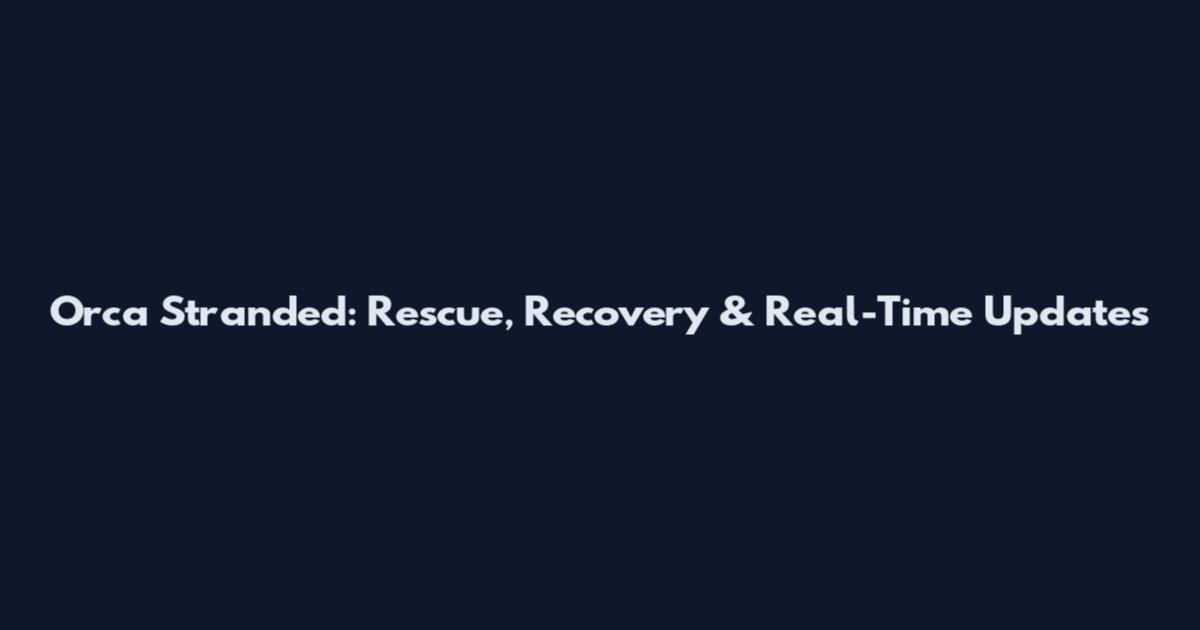 Orca Stranded: Rescue, Recovery & Real-Time Updates