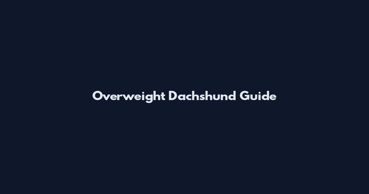 Overweight Dachshund Guide