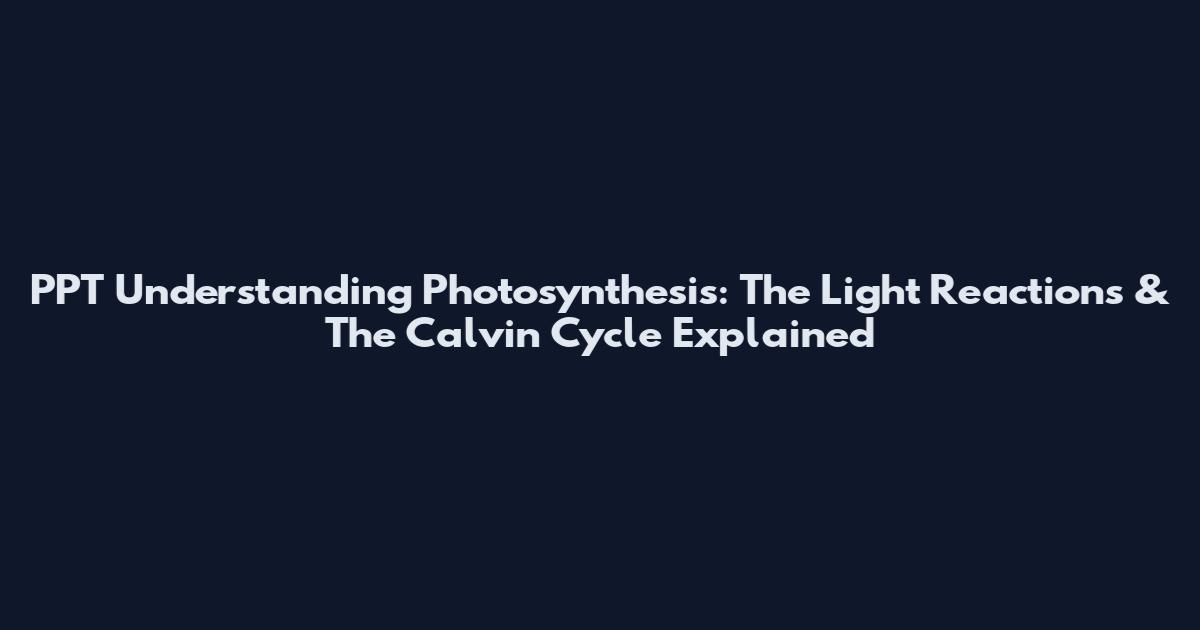 PPT Understanding Photosynthesis: The Light Reactions & The Calvin Cycle Explained