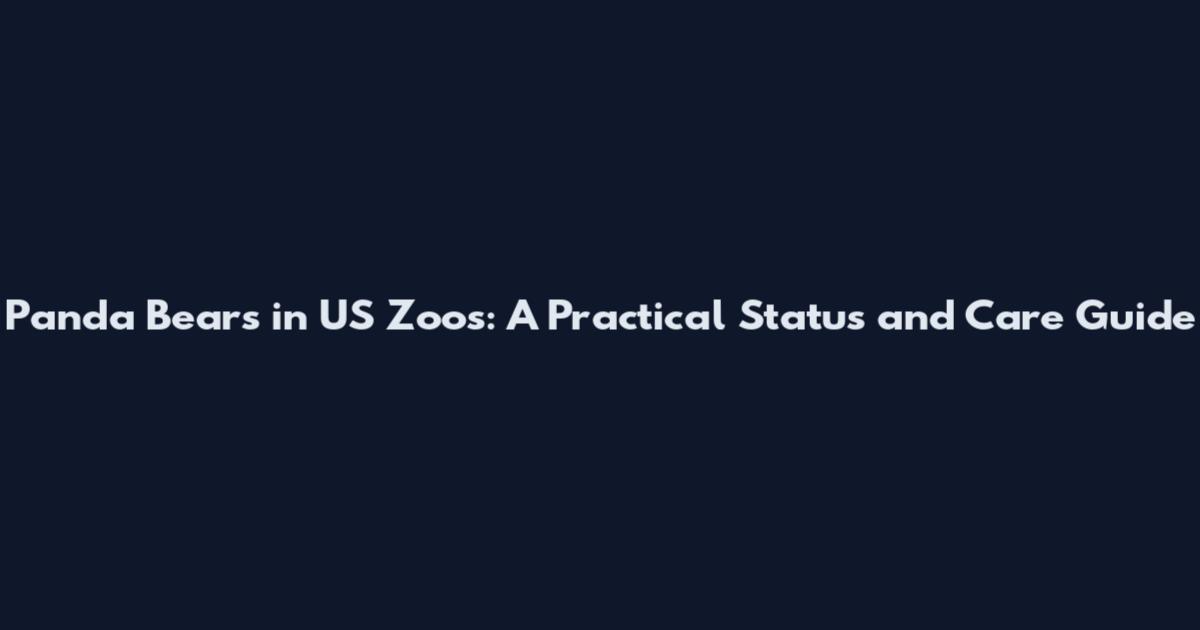 Panda Bears in US Zoos: A Practical Status and Care Guide