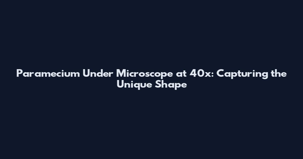 Paramecium Under Microscope at 40x: Capturing the Unique Shape