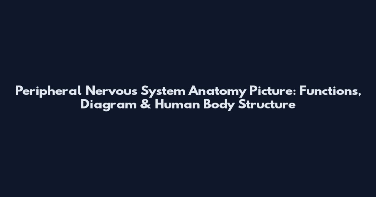 Peripheral Nervous System Anatomy Picture: Functions, Diagram & Human Body Structure
