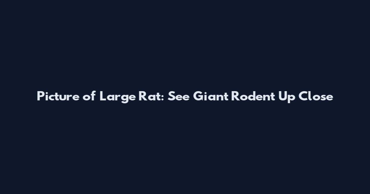 Picture of Large Rat: See Giant Rodent Up Close