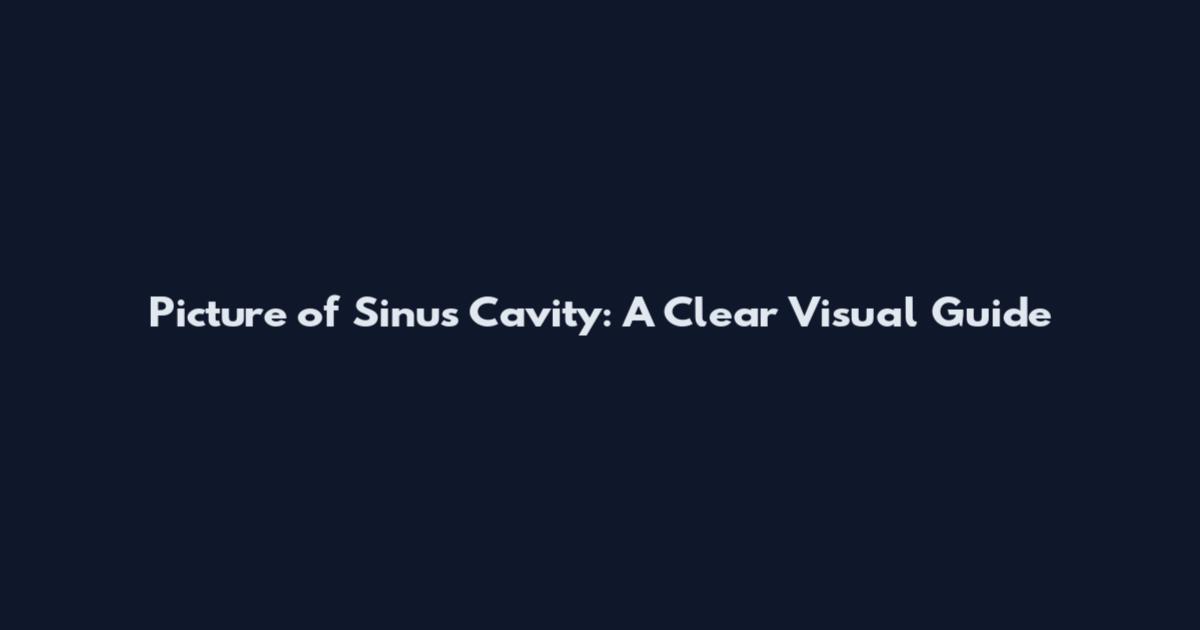 Picture of Sinus Cavity: A Clear Visual Guide