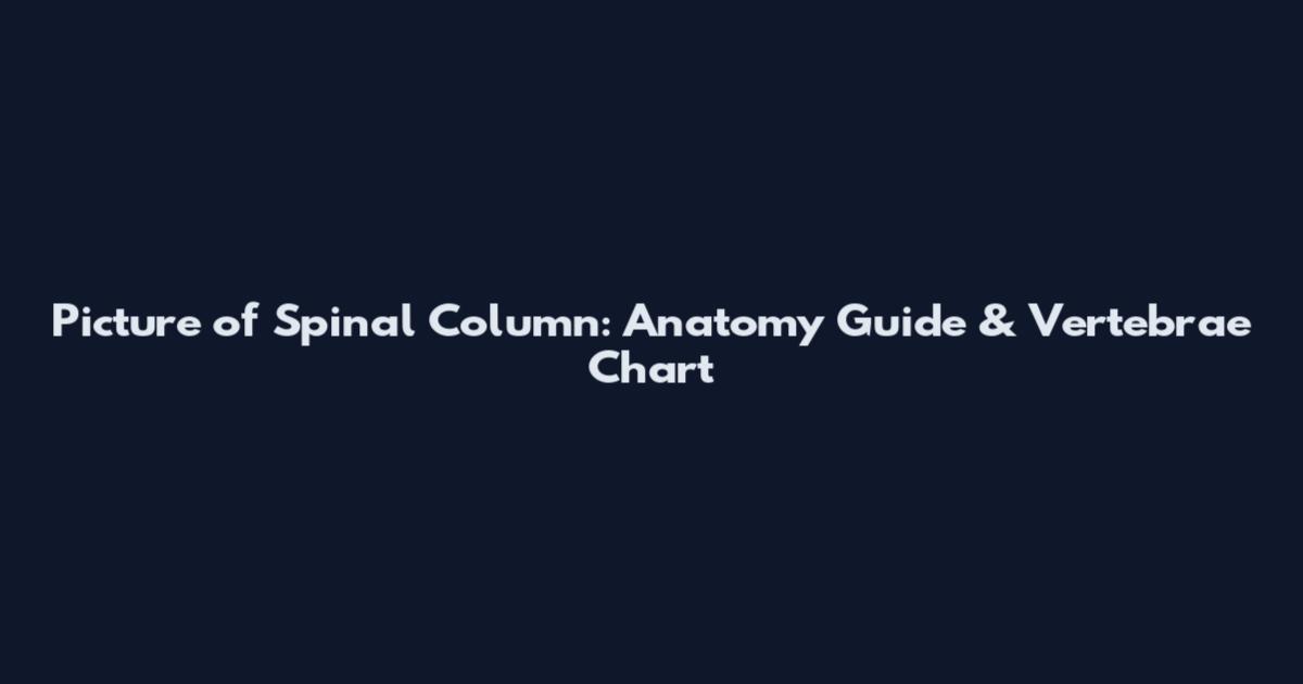 Picture of Spinal Column: Anatomy Guide & Vertebrae Chart