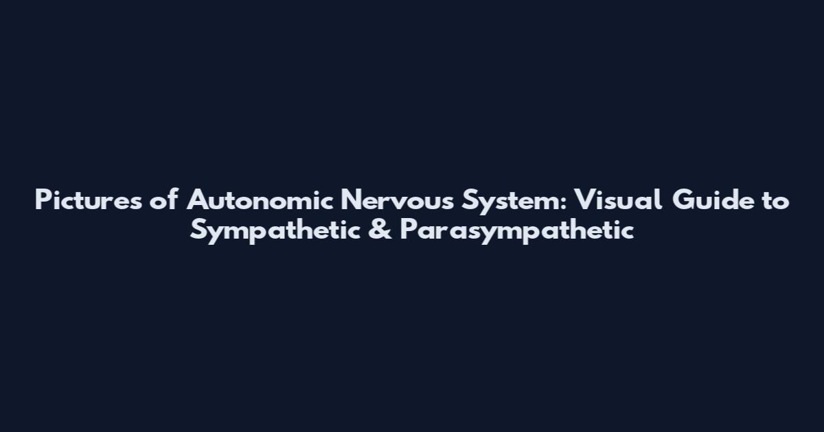Pictures of Autonomic Nervous System: Visual Guide to Sympathetic & Parasympathetic