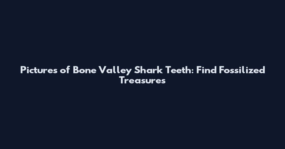 Pictures of Bone Valley Shark Teeth: Find Fossilized Treasures