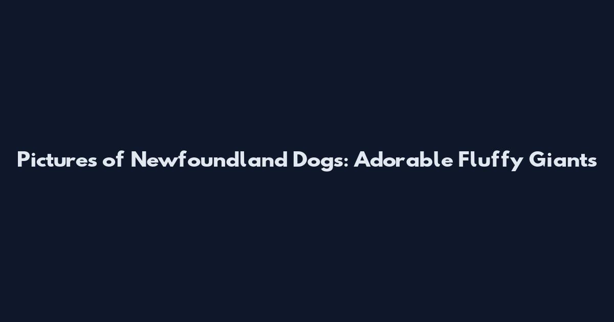 Pictures of Newfoundland Dogs: Adorable Fluffy Giants