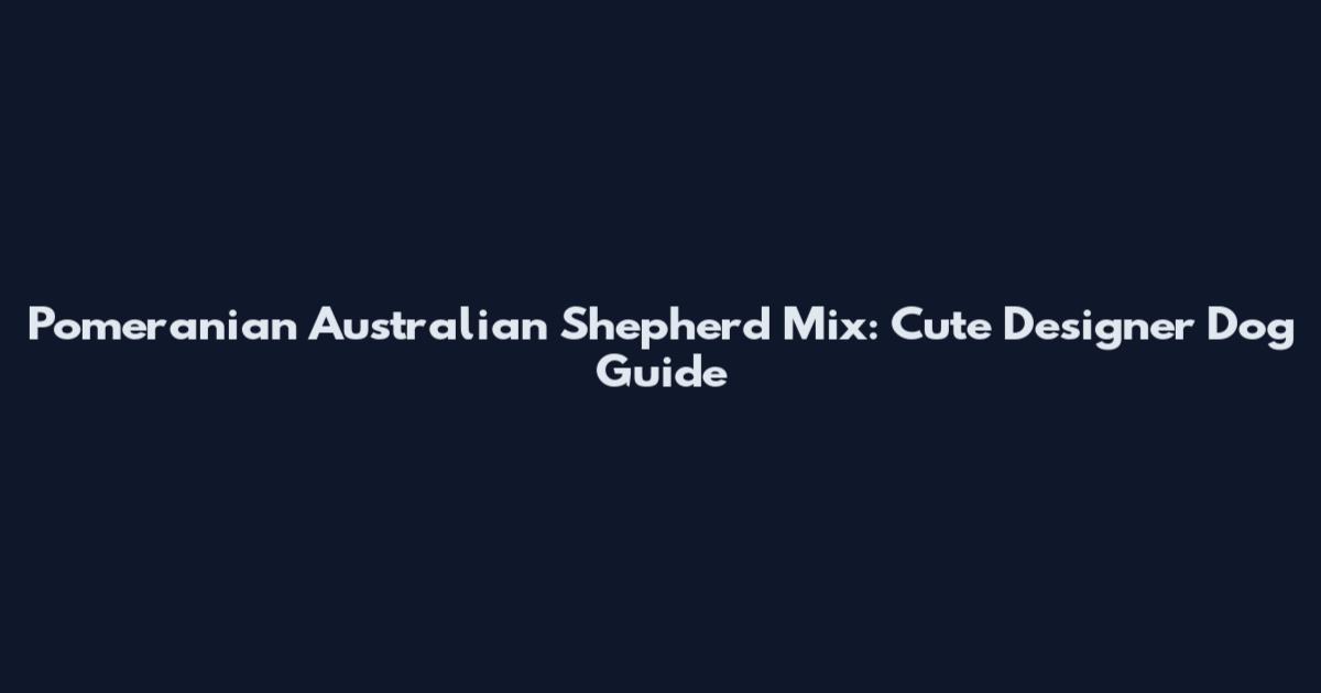 Pomeranian Australian Shepherd Mix: Cute Designer Dog Guide