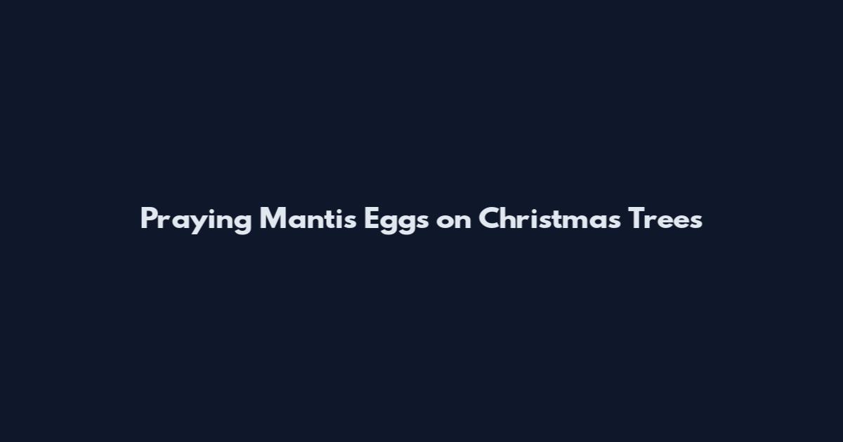 Praying Mantis Eggs on Christmas Trees