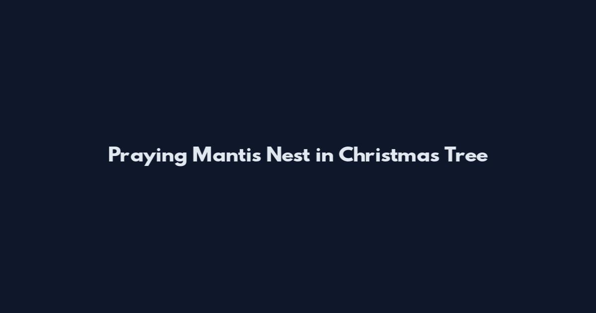 Praying Mantis Nest in Christmas Tree