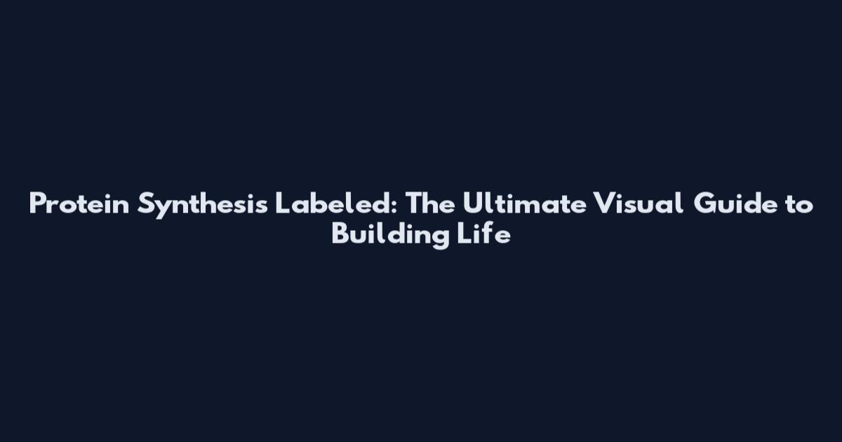 Protein Synthesis Labeled: The Ultimate Visual Guide to Building Life