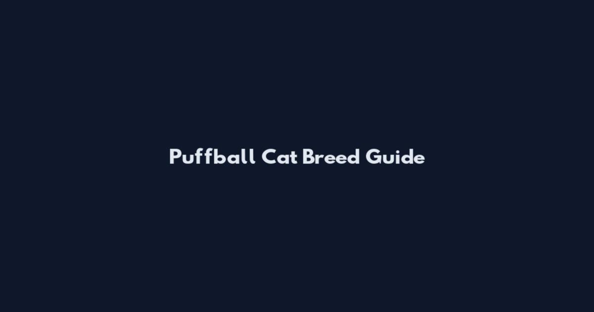 Puffball Cat Breed Guide