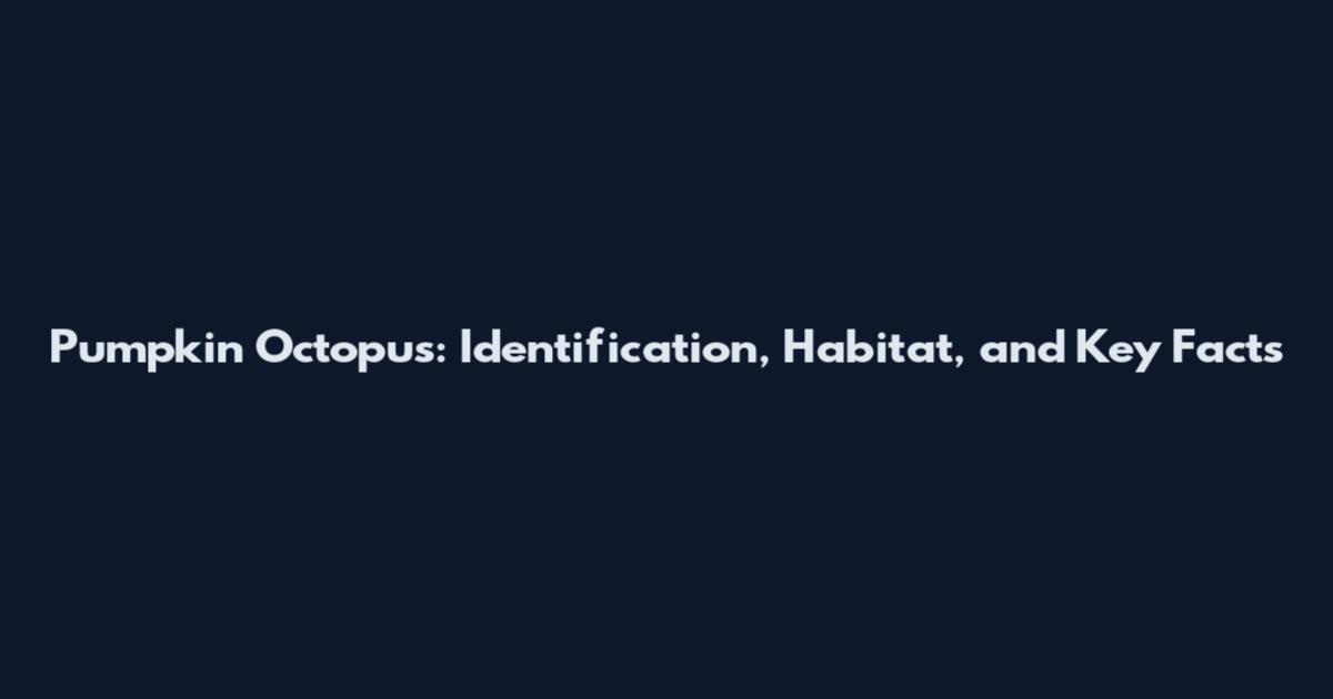 Pumpkin Octopus: Identification, Habitat, and Key Facts